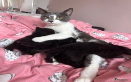 British Shorthair cats for sale: Black kittens  - Image 7