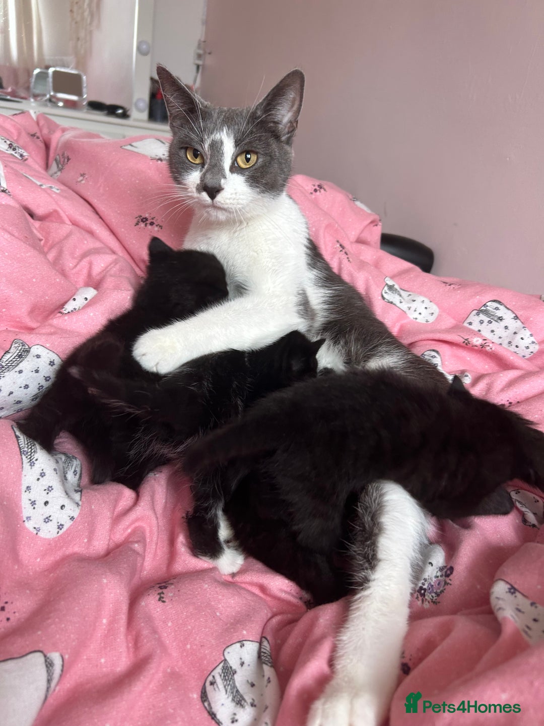 British Shorthair cats for sale: Black kittens  - Image 7