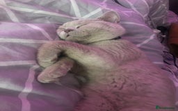 British Shorthair cats for sale: Sonny  - Image 3