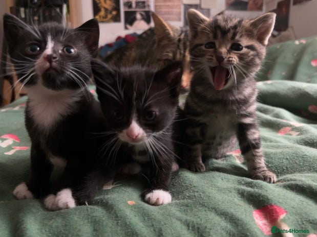 Domestic Shorthair cats - Advert 8