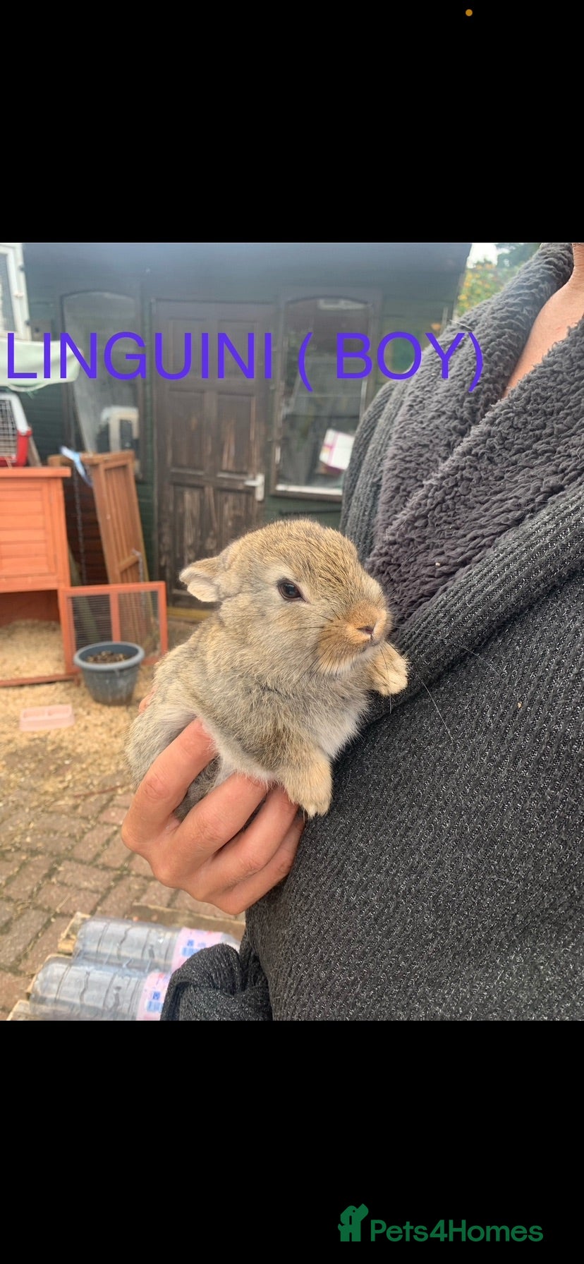 Netherland Dwarf rabbits Netherland Dwarf / Cross Baby Rabbits  - Advert 2