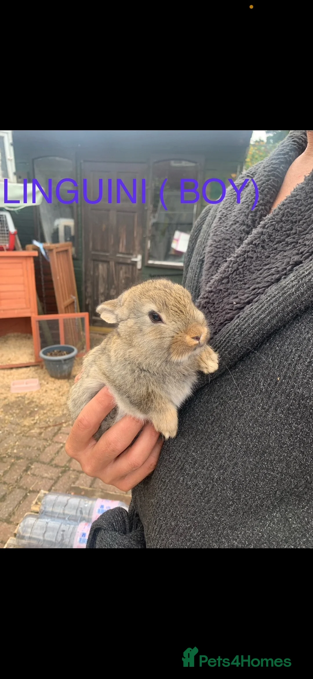 Netherland Dwarf rabbits for sale: Netherland Dwarf / Cross Baby Rabbits  - Advert 2