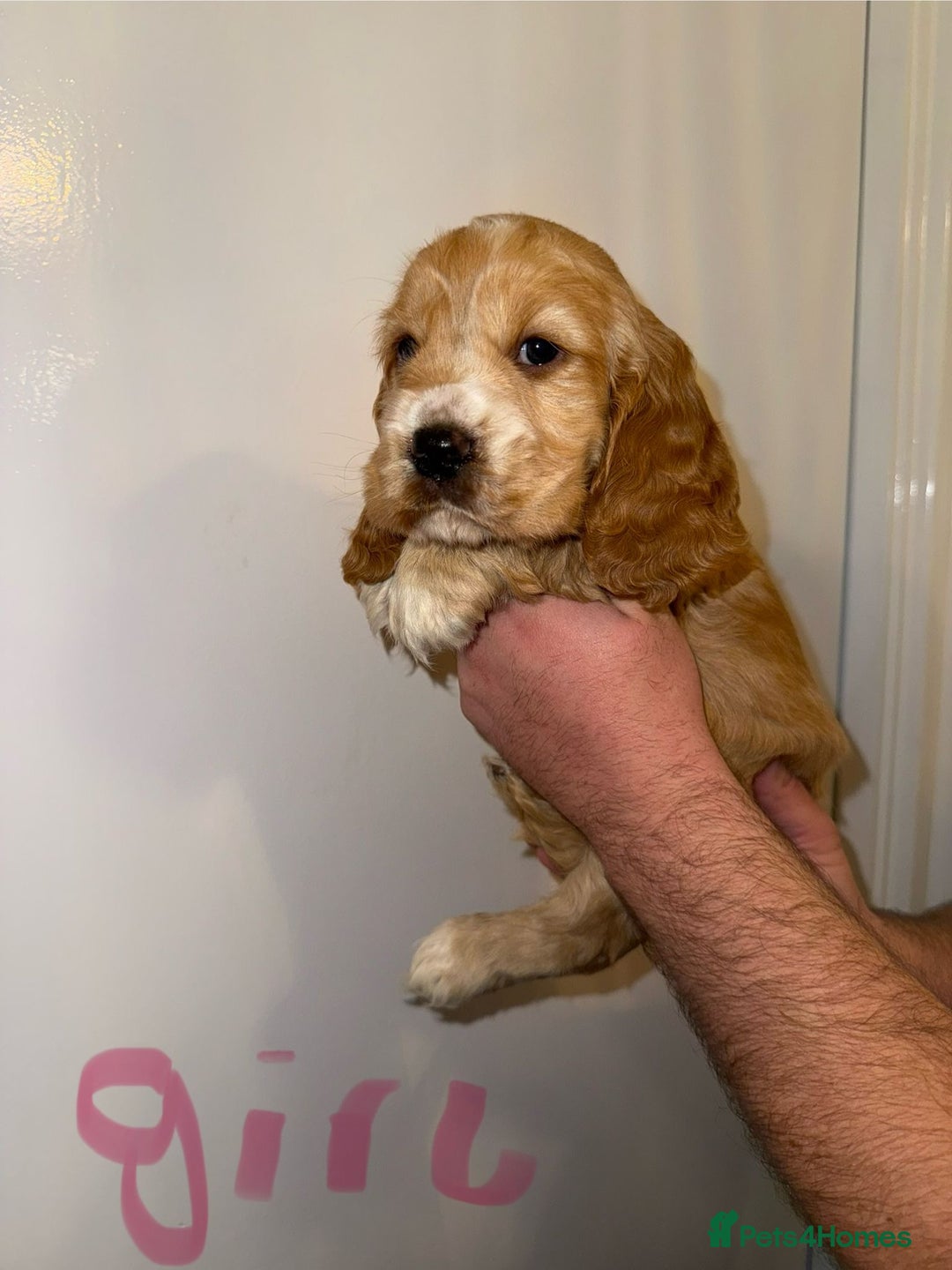 Cocker Spaniel dogs for sale: Kc registered show type cocker spaniels  - Advert 5