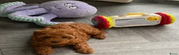 Cavapoo dogs for sale: Stunning toy-Cavapoo fully DNA tested parent   - Advert 10