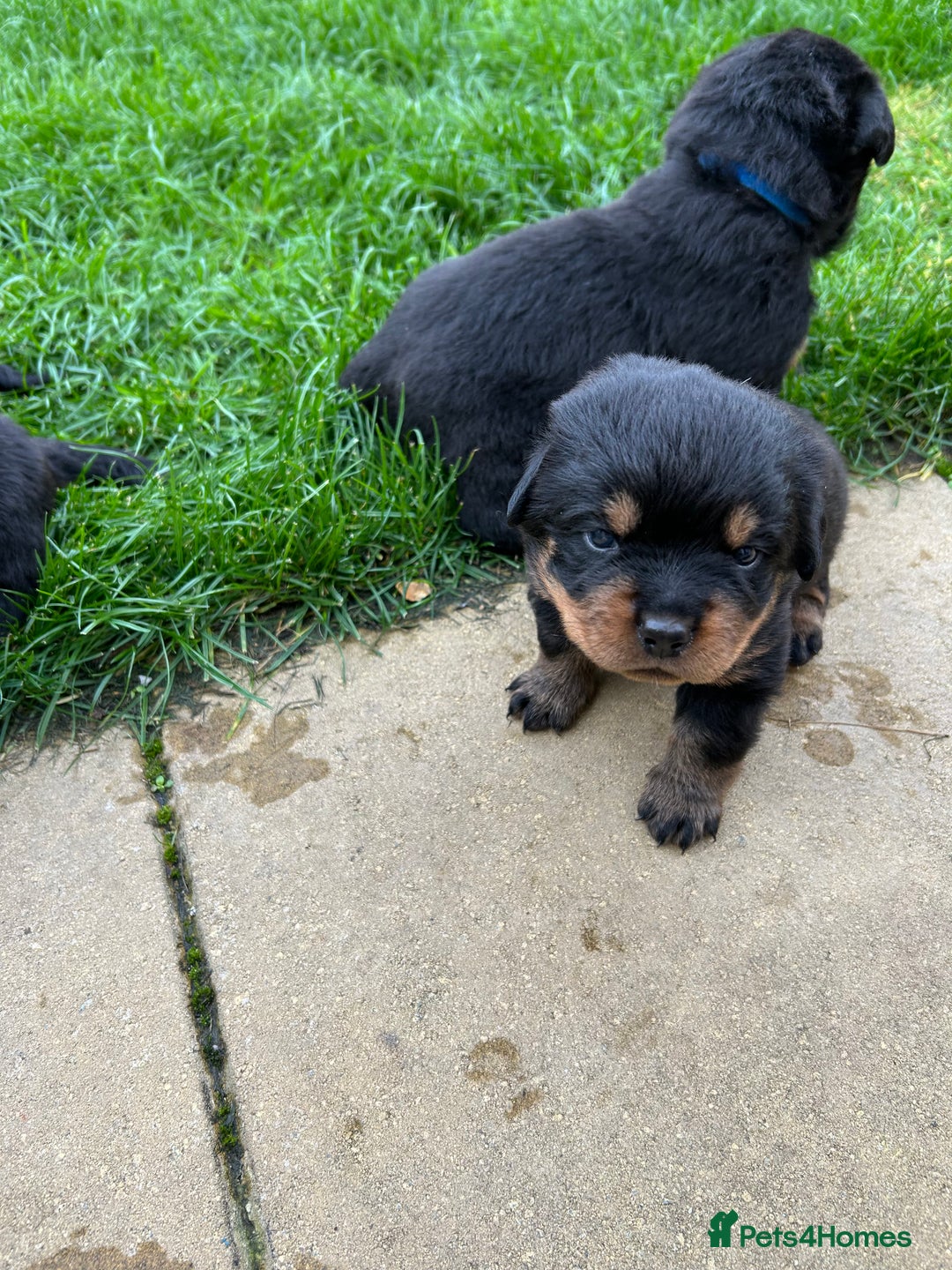 Rottweiler dogs for sale: Rottweiler puppies  - Image 9