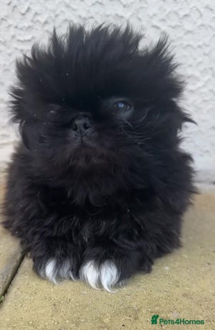 Pekingese dogs - Advert 1