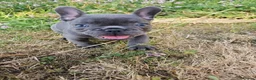 French Bulldog dogs for sale: Adorable French Bulldog Brother & Sister - Advert 29
