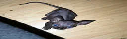 Sphynx cats for sale: Exceptional Sphynx Kittens — Home-Raised - Advert 11