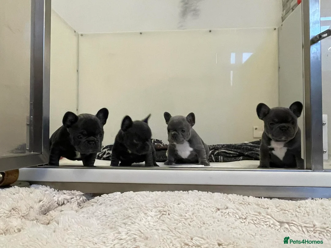 French Bulldog dogs for sale: French bulldog - Advert 6