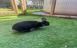 Netherland Dwarf rabbits for sale: Full set up and rabbit  - Image 2