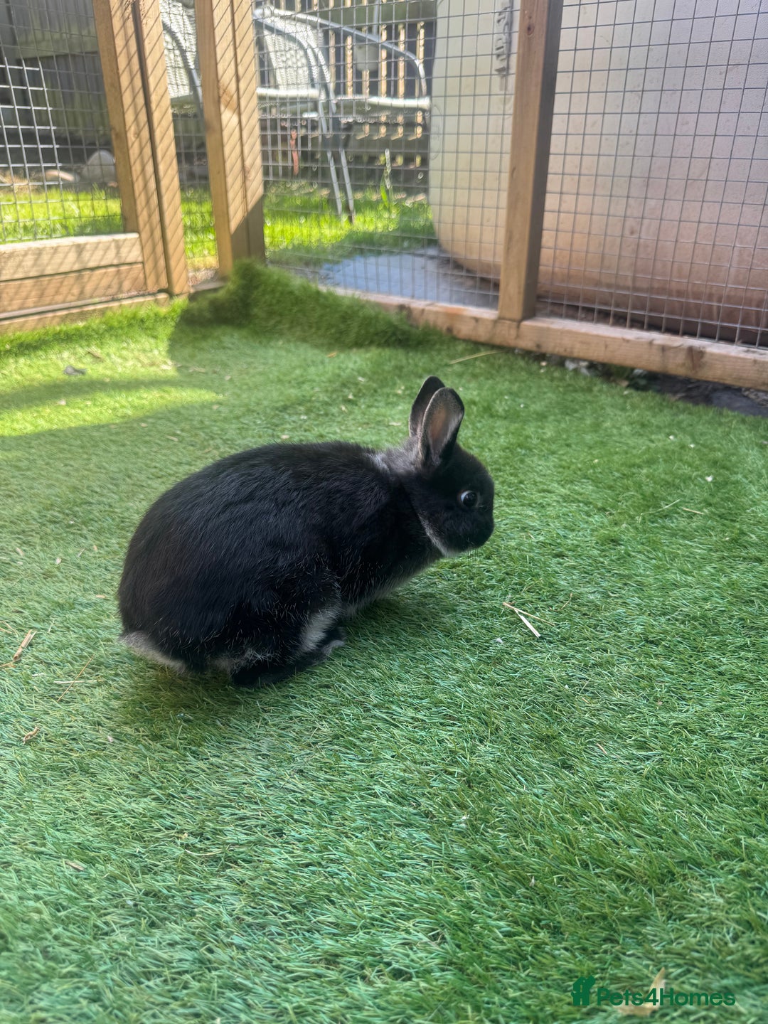 Netherland Dwarf rabbits for sale: Full set up and rabbit  - Image 2