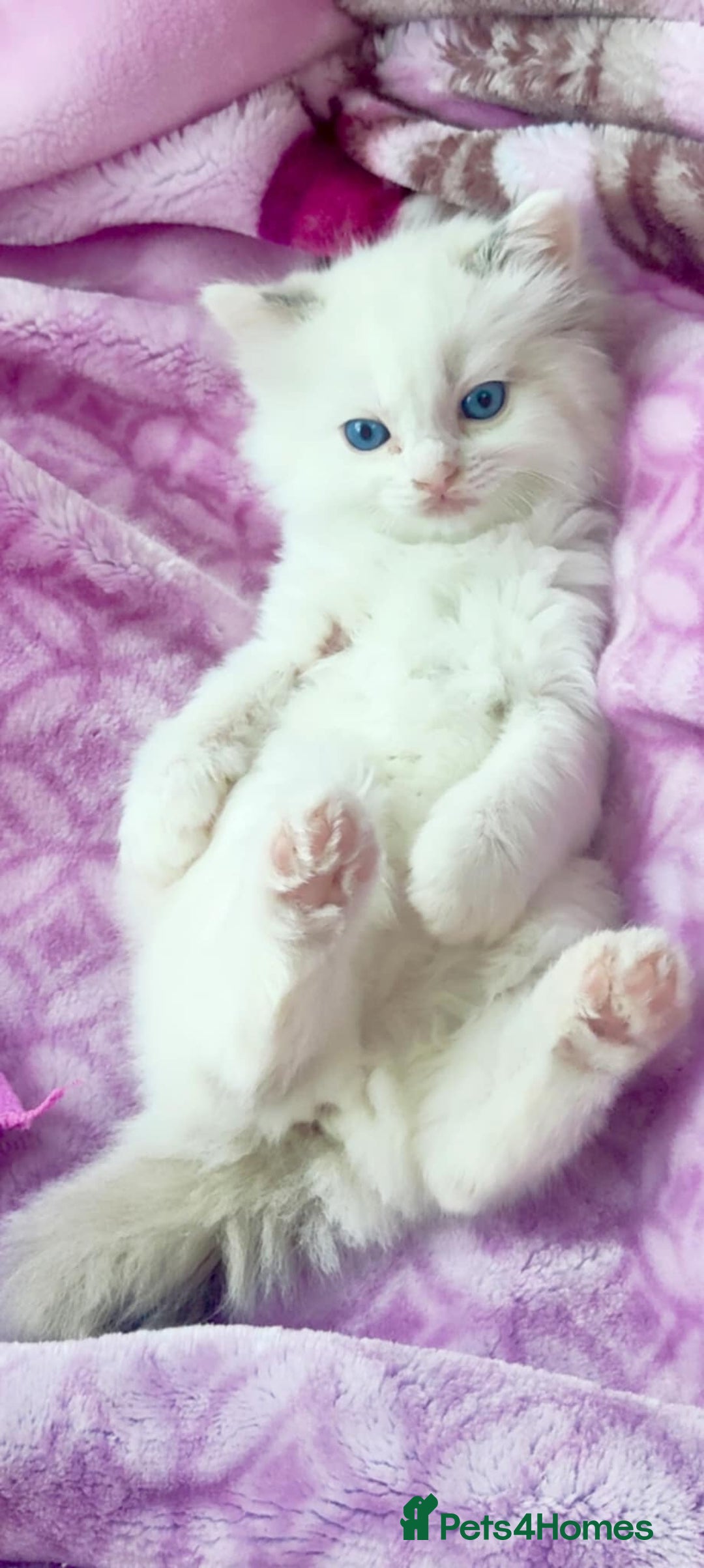 Ragdoll cats for sale: ❤️ Sweet Purrs Await: Your Ragdoll Friend ❤️ - Advert 2