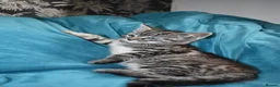 Mixed Breed cats for sale: 6 Gorgeous kittens for sale - Advert 25