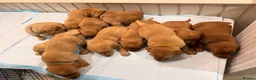 Labrador Retriever dogs for sale: Fox Red Labrador Pups – Raised with kids, Herts - Advert 13