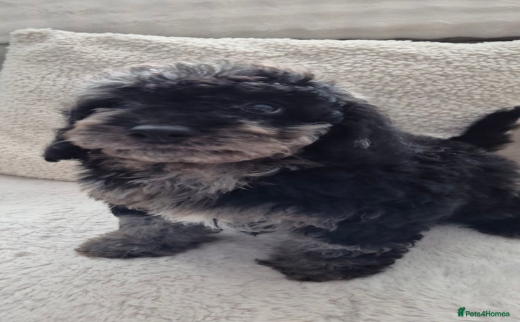 Cockapoo dogs - Advert 2
