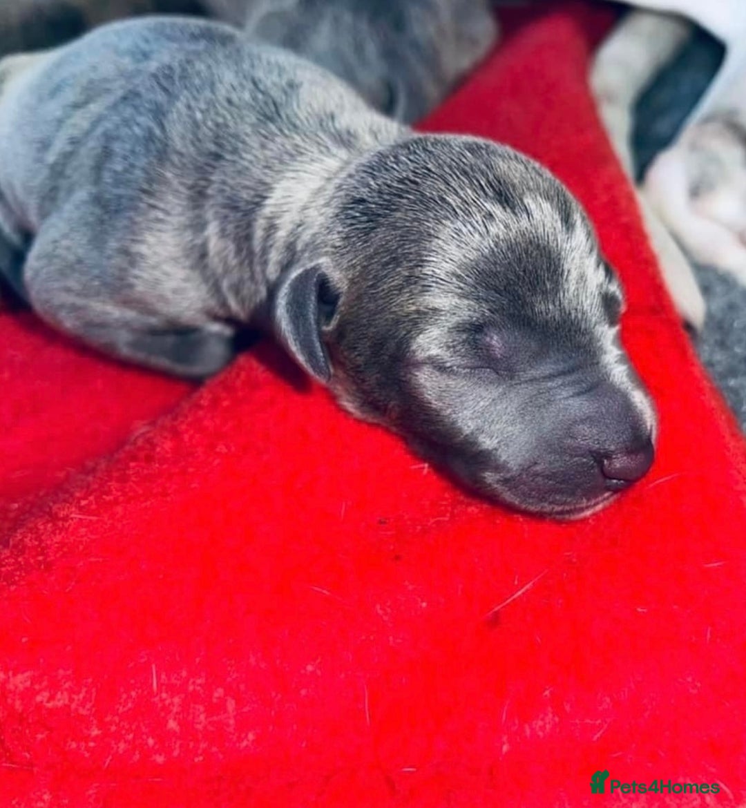 Italian Greyhound dogs for sale: Wiggys Italian whippet puppies - Image 4