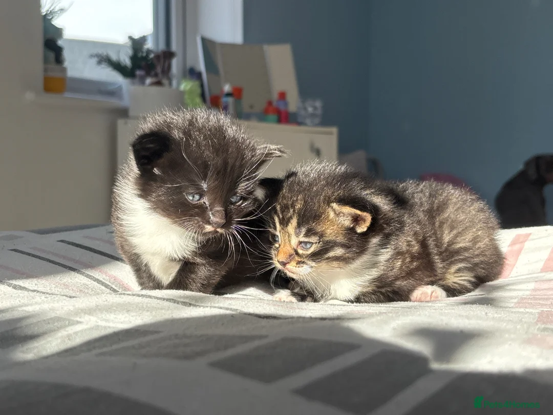 Mixed Breed cats for sale: Beautiful Maine Coon Mix Kittens – 2 Available - Advert 1