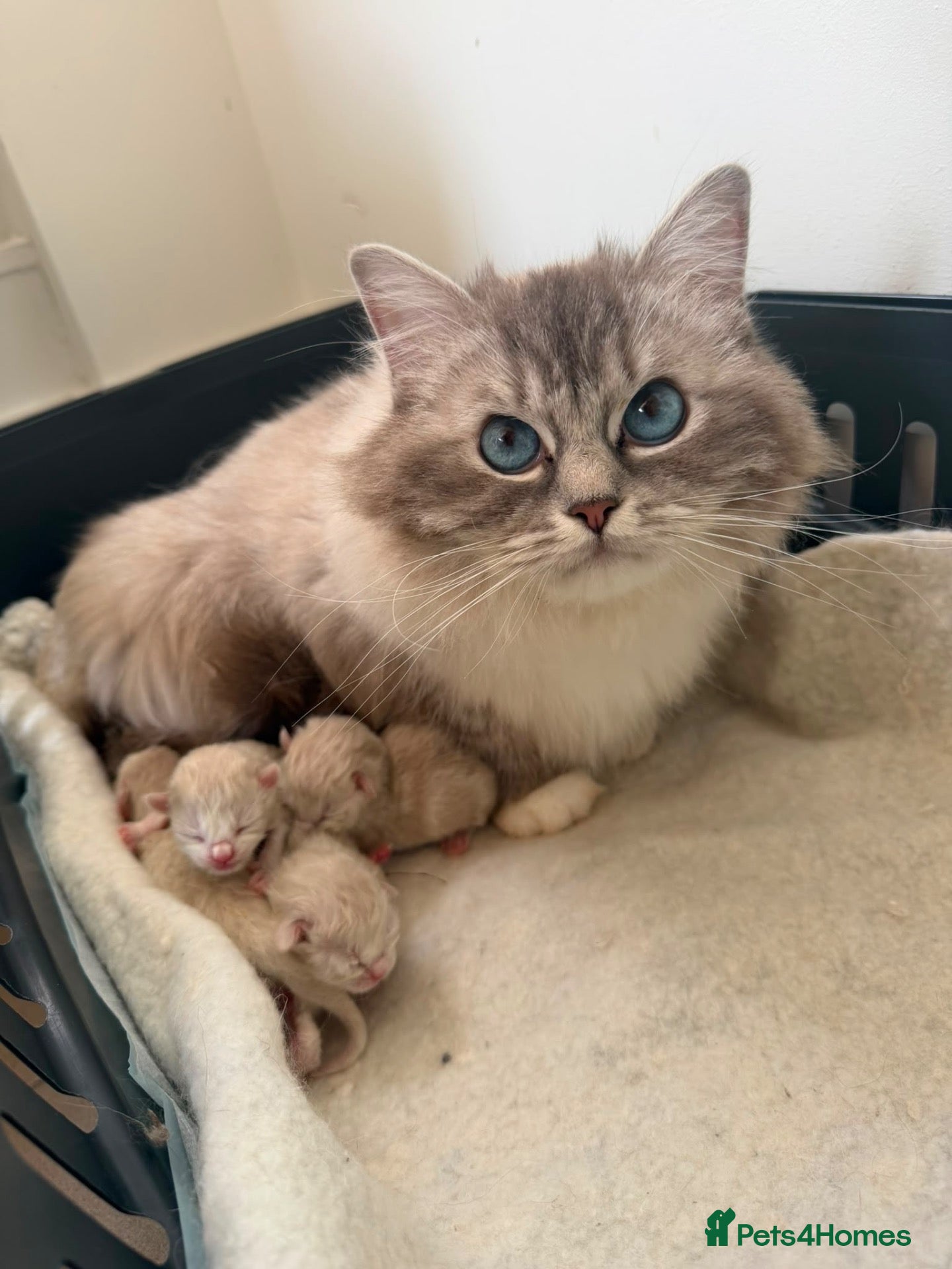 Ragdoll cats 2x GCCF Ragdoll kittens (male & female) available - Advert 2