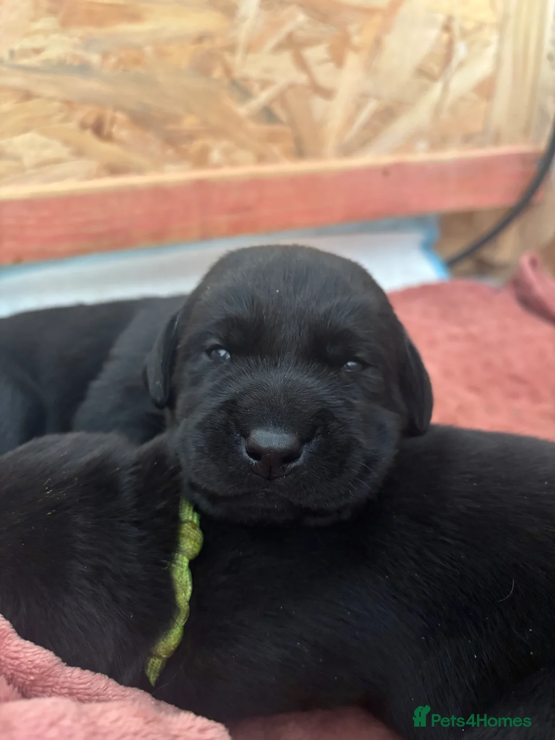 Labrador Retriever dogs for sale: Black Labrador puppies  in Llanelli - Advert 2