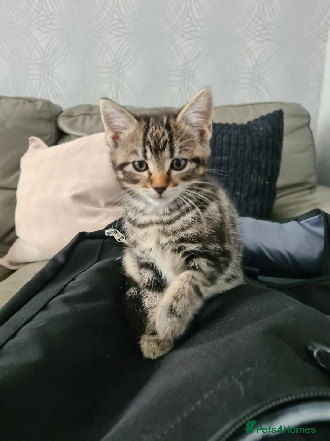 Mixed Breed cats for sale: Gorgeous kittens looking for Loving Homes - Advert 2