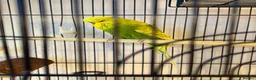 Budgerigars birds for sale: Lovely Male English Budgie for sale  - Advert 3