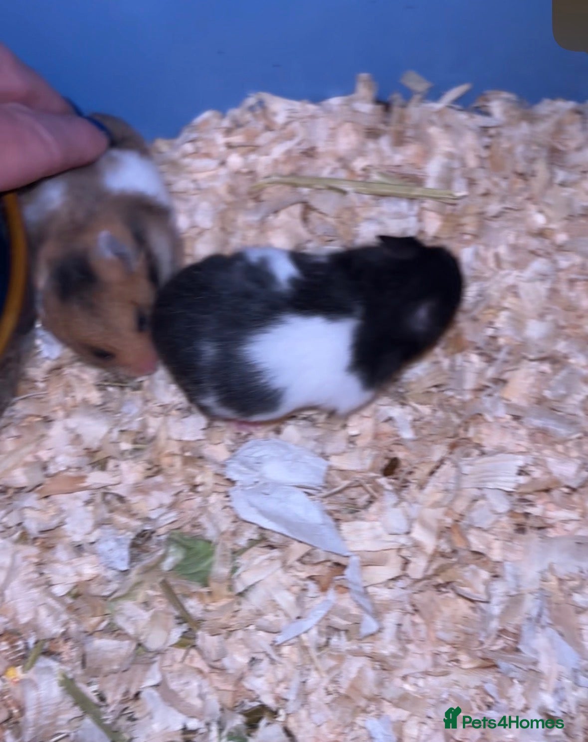 Hamster rodents Syrian Hamster Babies - Advert 11