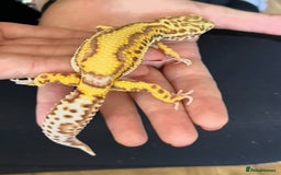 Gecko reptiles for sale: Yellow Leopard Gecko + Full setup  - Image 6