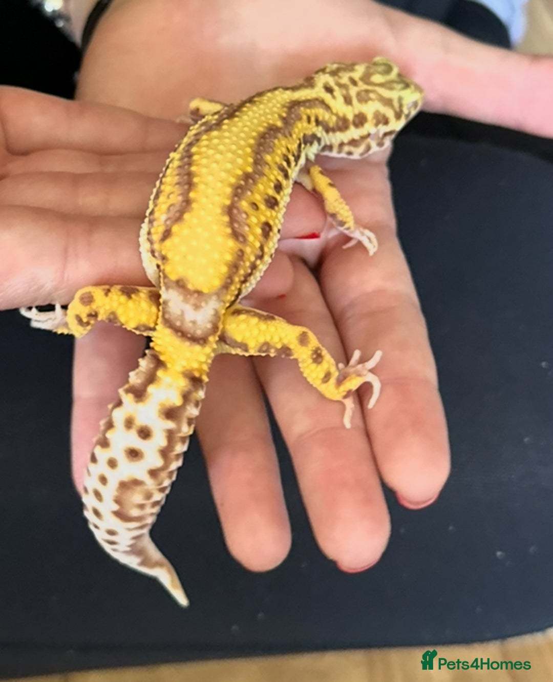 Gecko reptiles for sale: Yellow Leopard Gecko + Full setup  - Image 6
