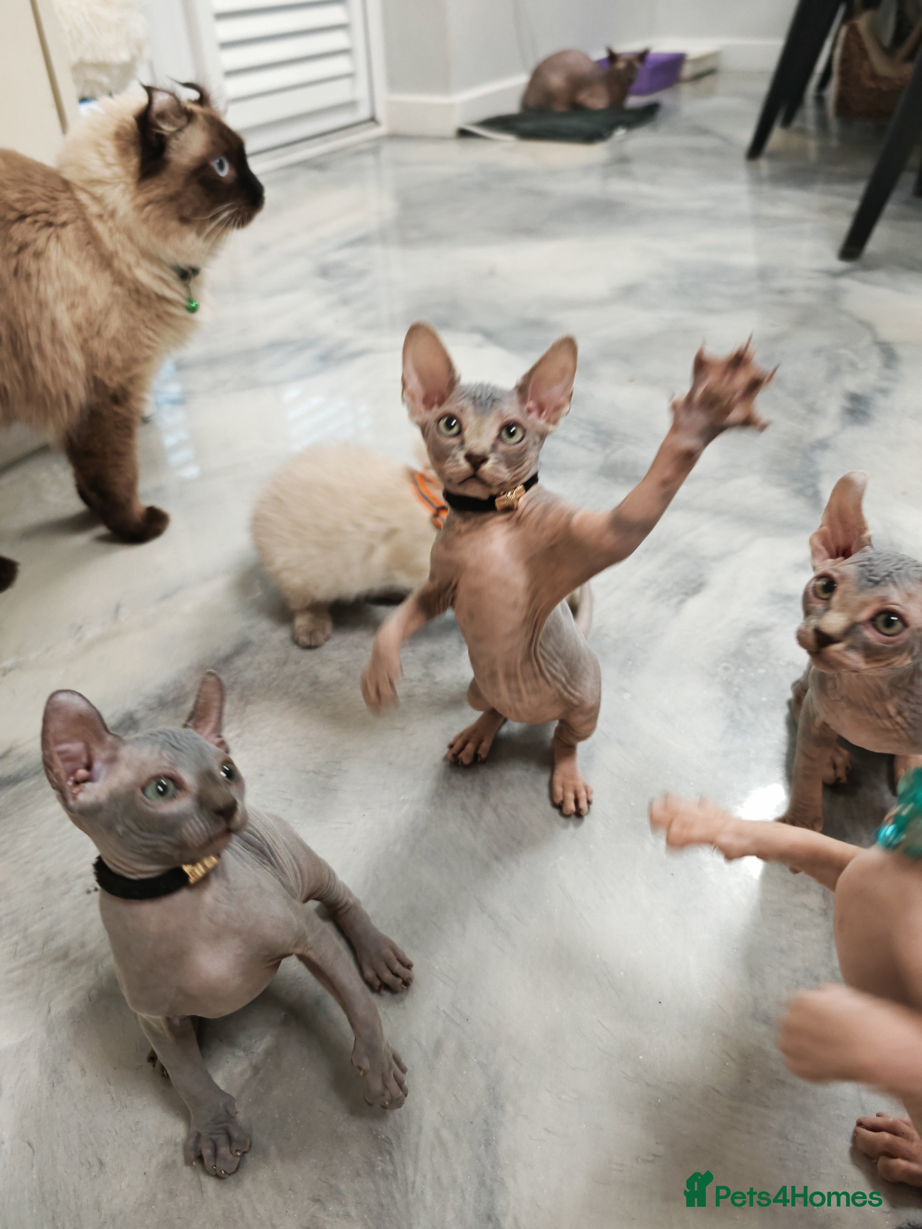 Sphynx cats Unique Elf, Sphynx & Dwelf Babies - Advert 4