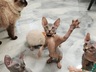 Sphynx cats Unique Elf, Sphynx & Dwelf Babies - Advert 1
