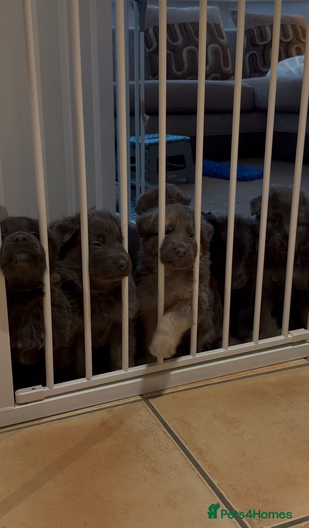 German Shepherd dogs for sale: RARE BLUE/BLACK KC REG GSD PUPS 💙 🐾 - Image 1