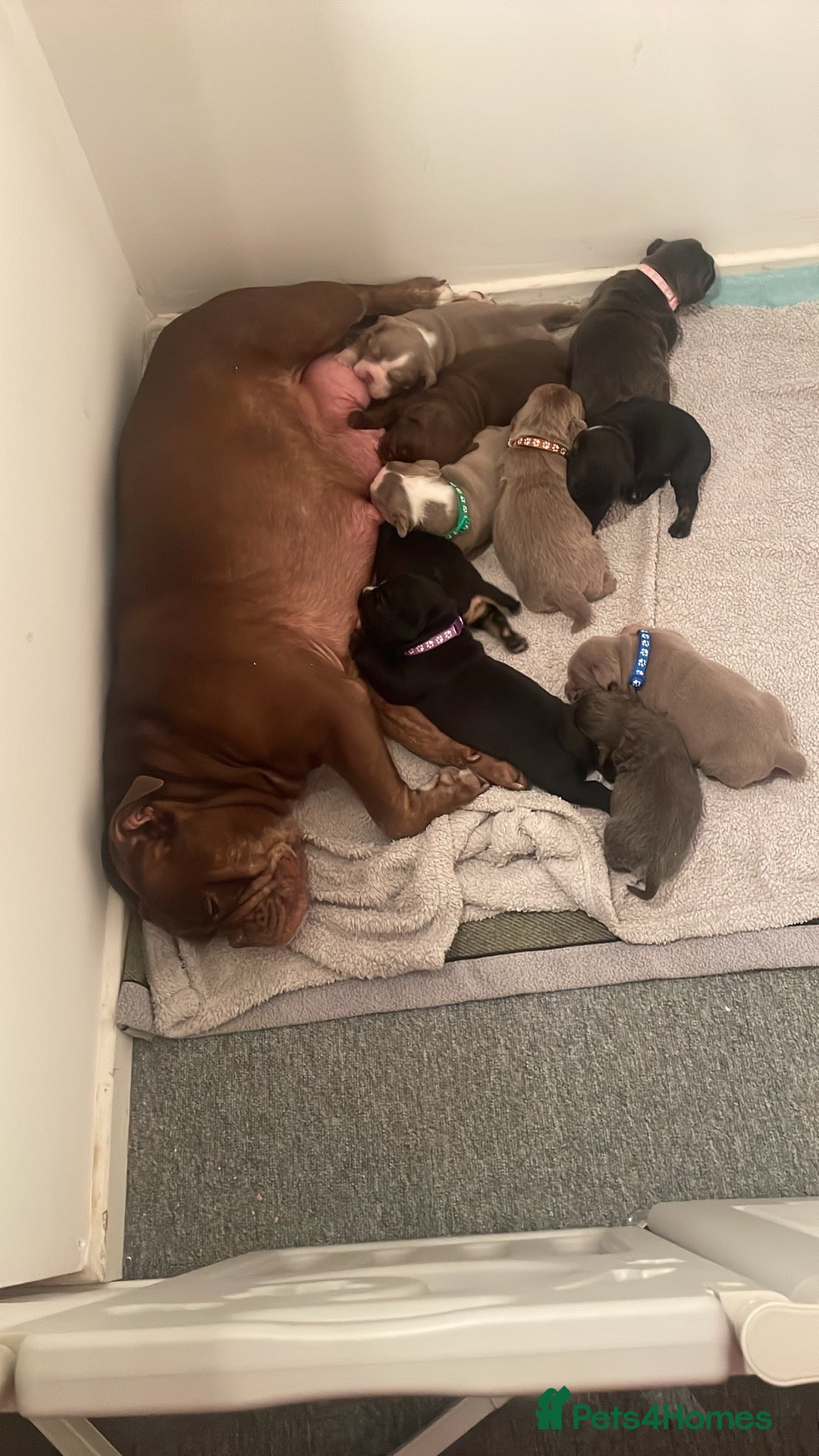 Olde English Bulldogge dogs Olde English bulldog pups  - Advert 1