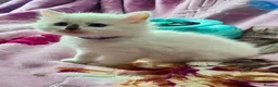 Ragdoll cats for sale: Stunning Ragdoll Kittens Looking for Forever Homes - Advert 17