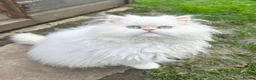 Persian cats for sale: BEAUTIFUL DOLL FACE FULL PERSIAN LONG HAIR KITTEN in Barnet - Advert 9