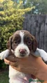 English Springer Spaniel 4