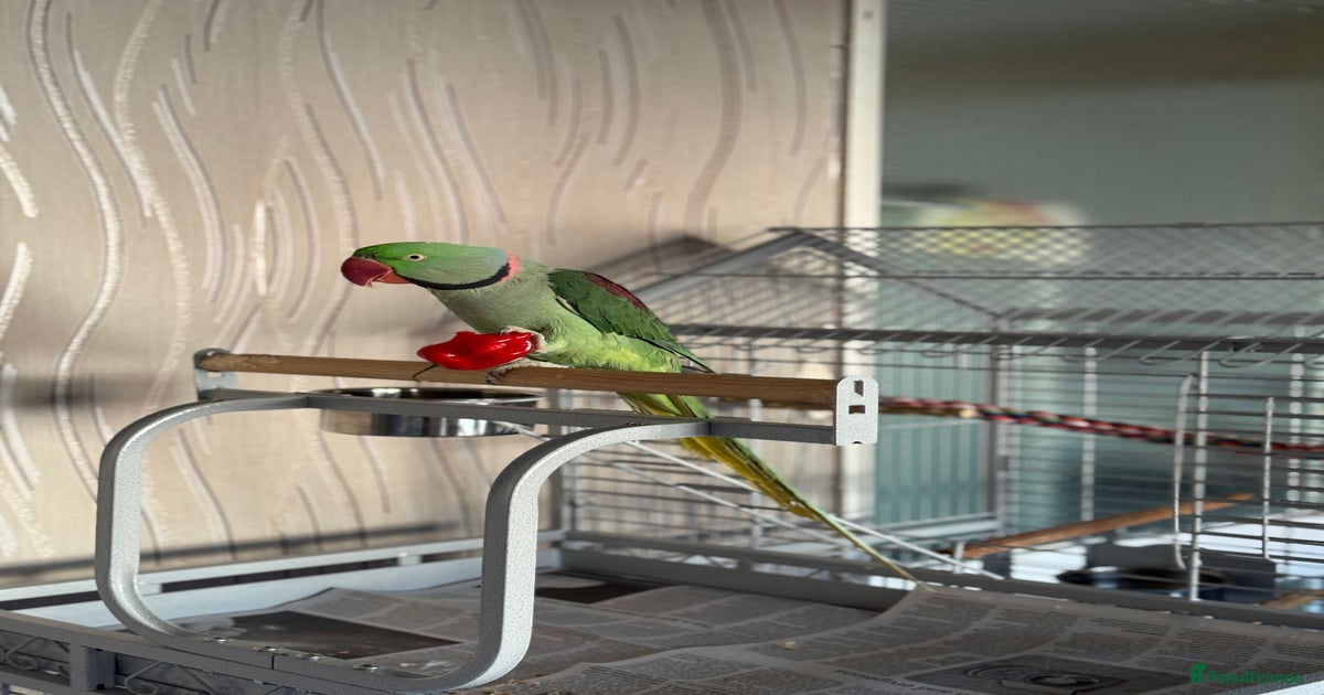 Alexandrine Parrot for sale in Manchester Pets4Homes