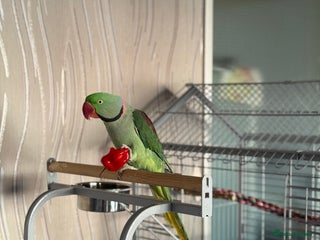 Parrots birds - Advert 13