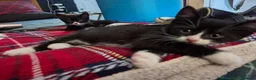 Mixed Breed cats for sale: Tuxedo Kittens Ready For a Home - Advert 16