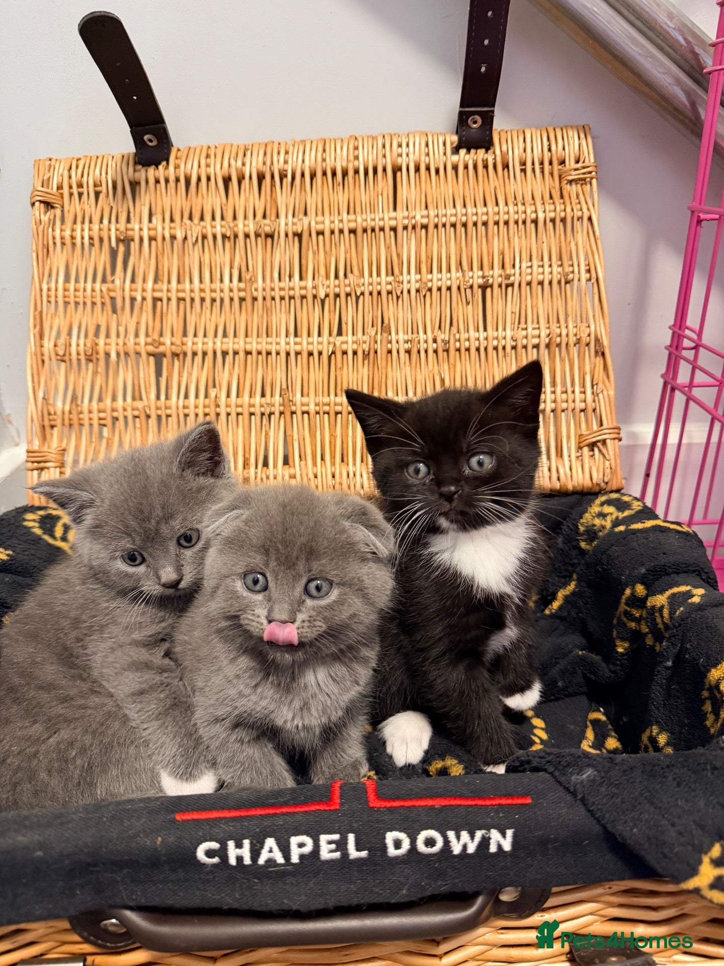 Scottish Fold cats 6 beautiful kitten  - Advert 10