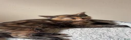 Mixed Breed cats for sale: Gorgeous marked kittens - Advert 2