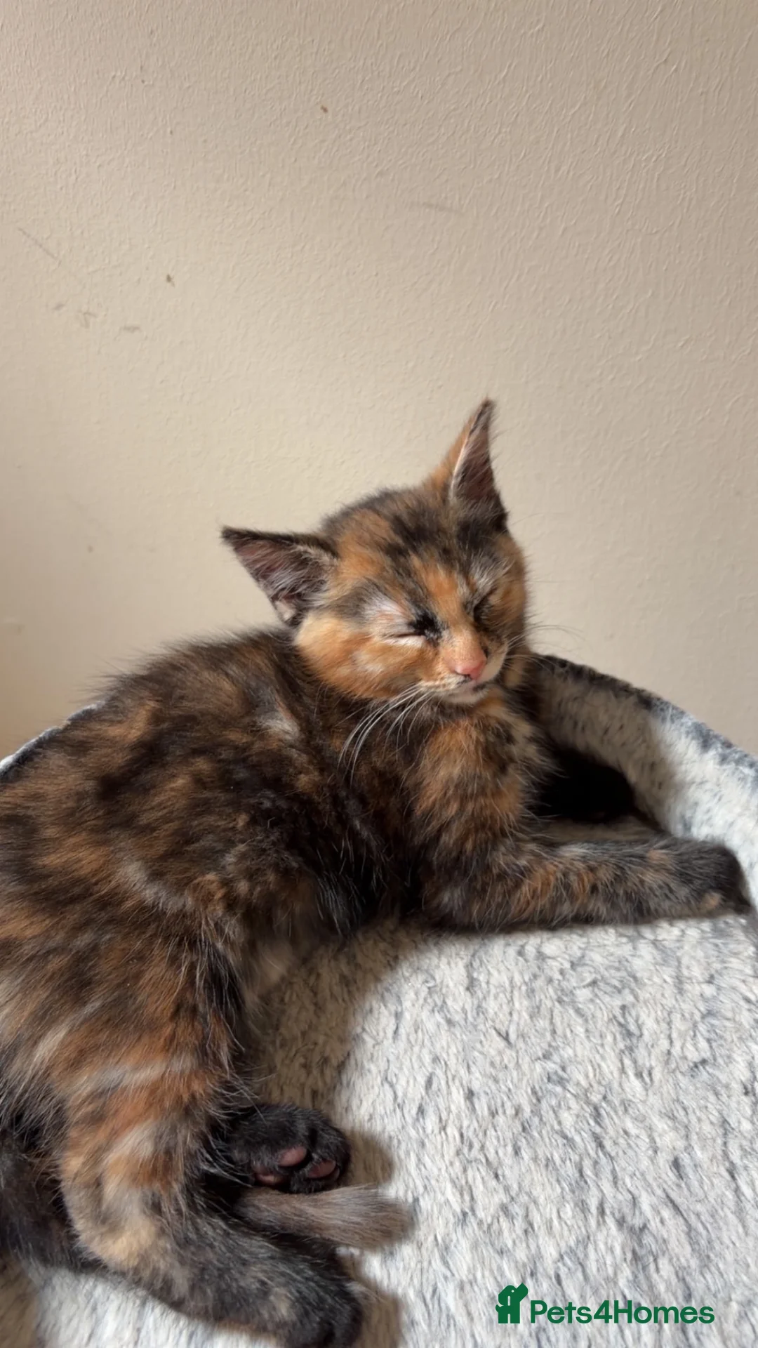 Mixed Breed cats for sale: Gorgeous marked kittens - Advert 2