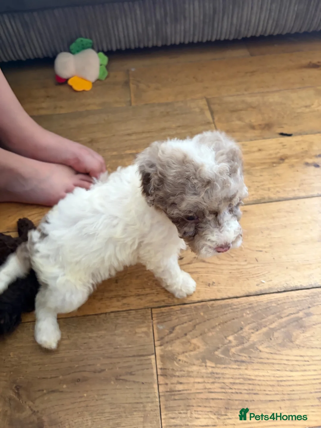 Cockapoo dogs for sale: Beautiful litter of F2 Cockapoo puppies  - Advert 23