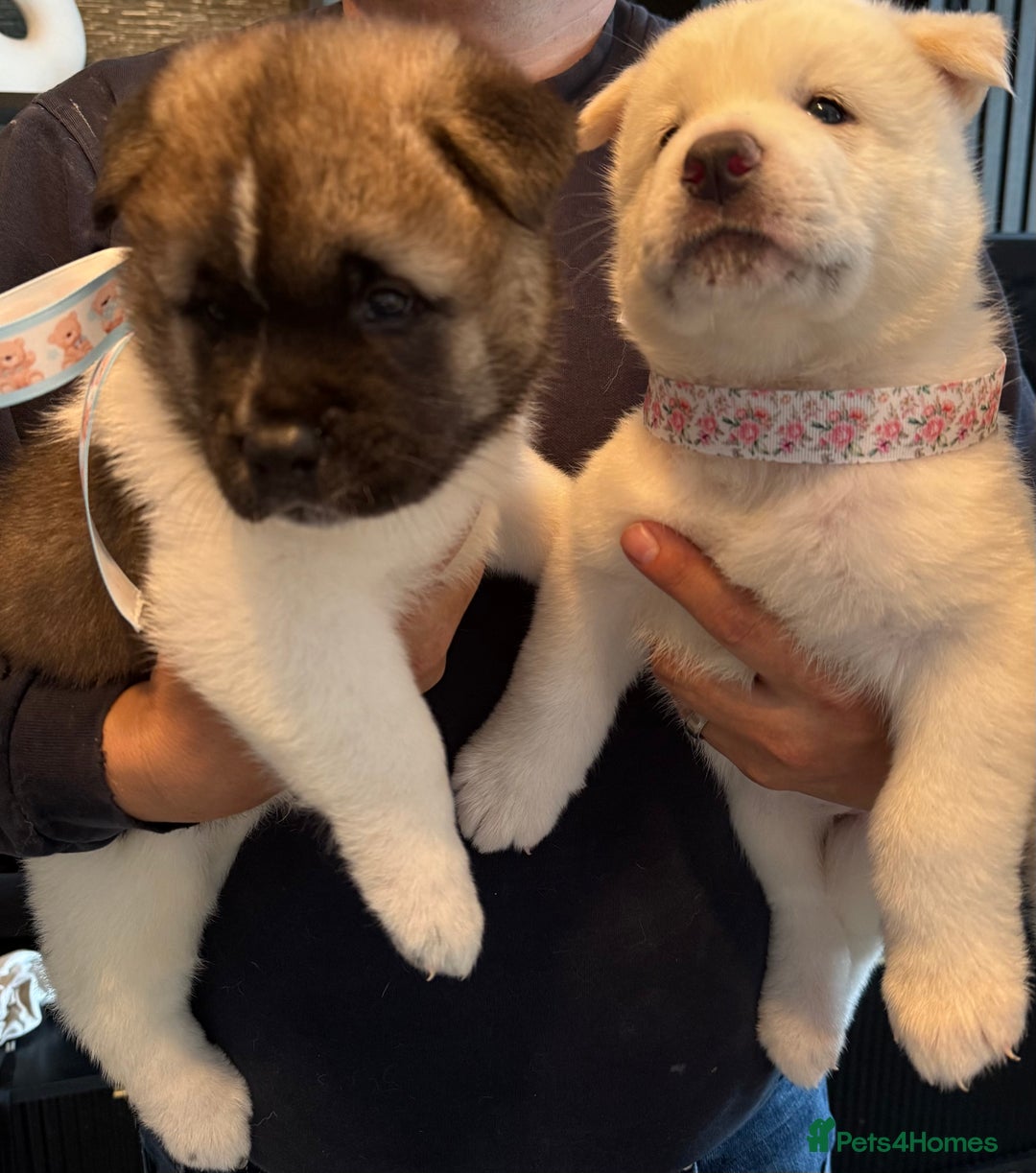 Akita dogs for sale: 4 Chunky American Akita puppies  - Image 6