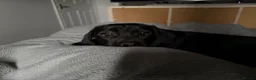 Cane Corso dogs for sale: 🐾Nova🐾 - Advert 2