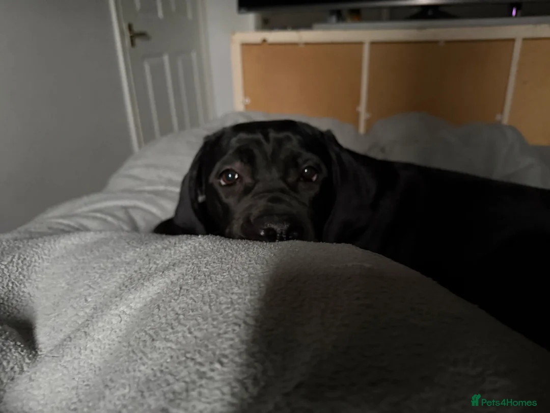 Cane Corso dogs for sale: 🐾Nova🐾 - Advert 2