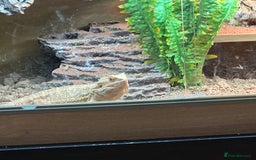 Bearded Dragon reptiles for sale: Male fire dragon.  - Advert 4
