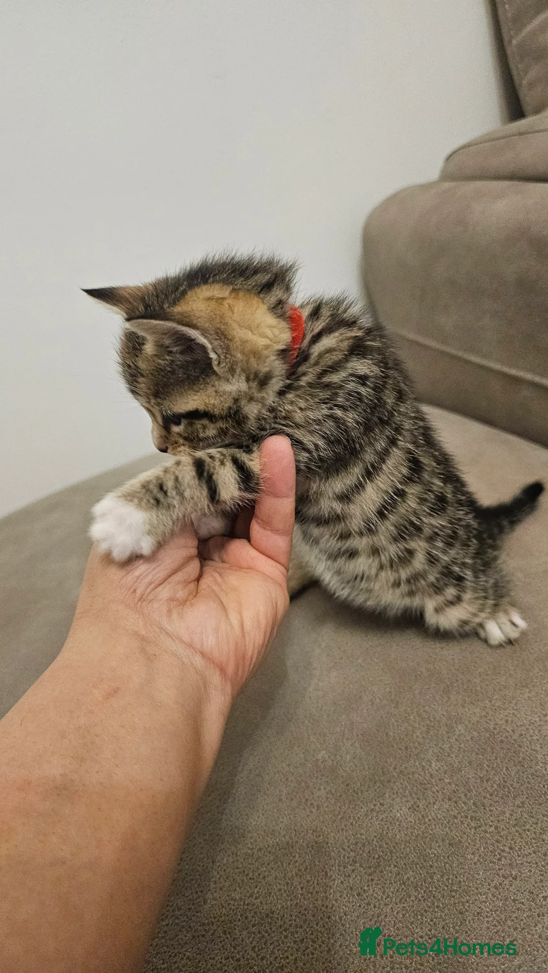 Bengal cats for sale: Bengal kittens - Advert 12