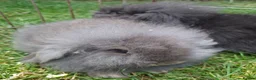 Mini Lion Lop rabbits for sale: Beautiful  baby  rabbits   - Advert 8