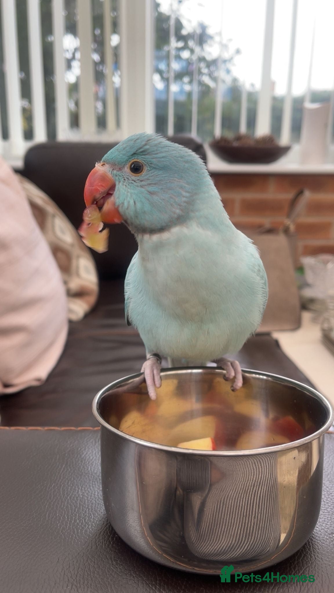 Ringnecks birds Beautiful fluffy blue Indian ring neck 5month old - Advert 1