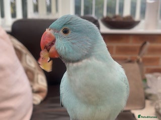 Ringnecks birds Beautiful fluffy blue Indian ring neck 5month old - Advert 1